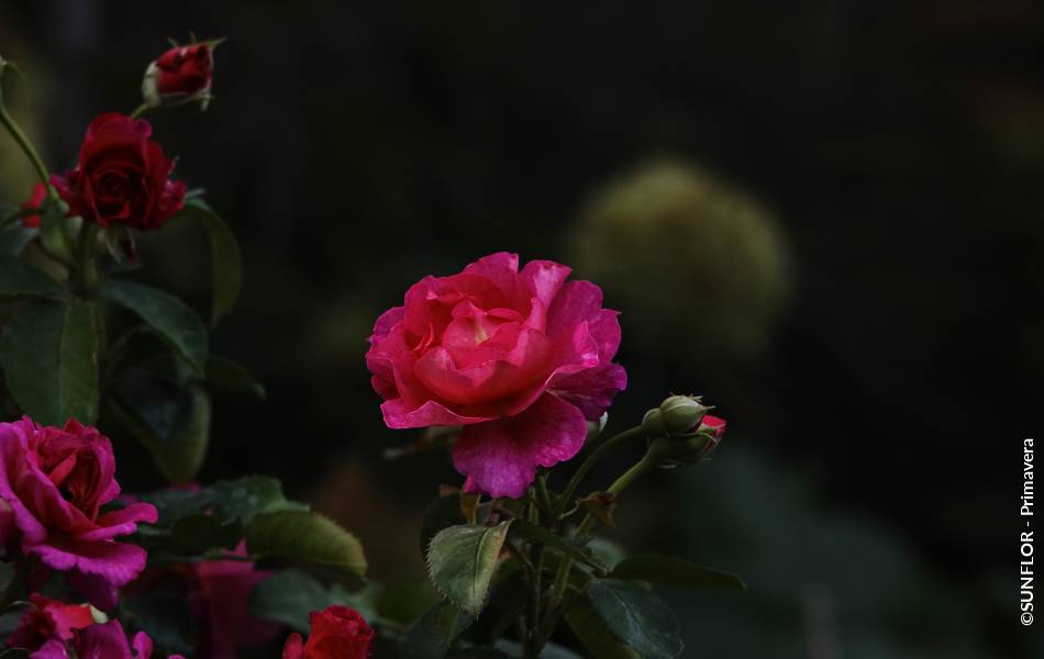 ©SUNFLOR - Primavera